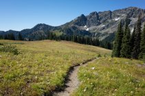 Alpine meadows of the Pacific Crest Trail — Stock Photo