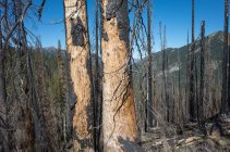 Incêndio árvores danificadas e floresta ao longo da Pacific Crest Trail — Fotografia de Stock