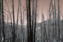 Imagen invertida de bosque dañado por incendios forestales a lo largo del sendero de la cresta del Pacífico - foto de stock