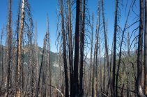 El fuego dañó árboles y bosques a lo largo del sendero de la cresta del Pacífico - foto de stock