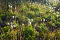 Champ d'herbe de coton le long du sentier Pacific Crest — Photo de stock