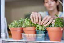 Woman picking home-grown herbs growing on windowsill — Stock Photo