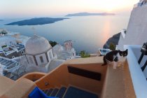 Katze, Kirche und Stadt Fira bei Sonnenuntergang, Fira, Santorin, Kykladen, Griechenland — Stockfoto
