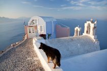 Собака в деревне Oia Santorini Cyclades Islands, Греция — стоковое фото
