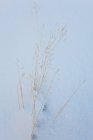 Grass in snow, Tasiilaq, southeastern Greenland — Stock Photo