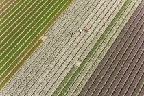 Trabajadores en campos de tulipanes, Holanda Septentrional, Países Bajos - foto de stock
