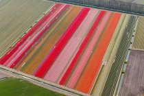 Campos de tulipanes, Holanda Septentrional, Holanda - foto de stock