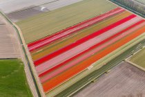 Tulip fields, Holanda do Norte, Países Baixos — Fotografia de Stock