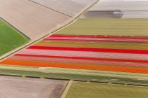 Tulpenfelder, Nord-Holland, Niederlande — Stockfoto