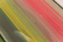 Riego por agua de campos de tulipanes, tiras de flores de colores - foto de stock