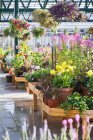 Greenhouse display with potted plants and hanging baskets over hanging baskets in garden center. — Stock Photo