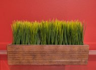 Трава в корыте на стеклянном столе. — стоковое фото