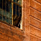 Brick wall and broken window — Stock Photo