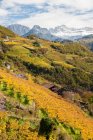 Виноградники поблизу Больцано, Трентіно-Альто-Адіж, Південний Тіроль, Італія — стокове фото