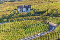 Виноградники рядом с Больцано, Трентино-Альто-Адидже, Южный Тироль, Италия — стоковое фото