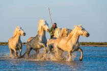Weiße Pferde, die durch Wasser laufen, Camargue, Frankreich — Stockfoto