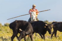 Gardian, vaquero de La Camarga con toros, Camargue, Francia - foto de stock