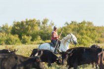 Гардиан, ковбой из Камарга с быками, Камарг, Франция — стоковое фото