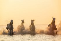 White horses running through water, The Camargue, France — Stock Photo