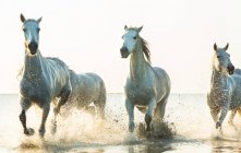 Weiße Pferde, die durch Wasser laufen, Camargue, Frankreich — Stockfoto