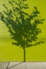 Ombre d'arbre sur un mur de bâtiment — Photo de stock