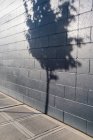 Sombra de árbol en una pared de edificio - foto de stock