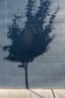 Sombra de árvore em uma parede de edifício — Fotografia de Stock