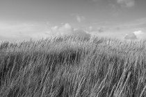 Campo de pastos marinos barridos por el viento al atardecer - foto de stock
