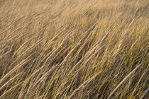 Campo de gramíneas marinhas varridas pelo vento ao anoitecer — Fotografia de Stock