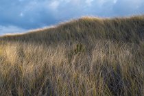 Поле ветреных морских трав в сумерках — стоковое фото