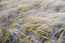 Поле ветреных морских трав в сумерках — стоковое фото