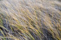 Champ d'herbes marines balayées par le vent au crépuscule — Photo de stock