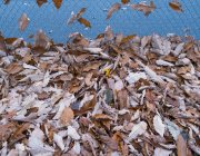 Montón de hojas de otoño sopladas contra una cerca de eslabones de cadena - foto de stock