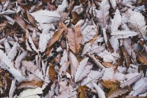 Куча сухих осенних листьев — стоковое фото