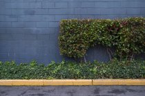 Green ivy plant growing up a wall — Stock Photo