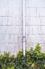 Grüner Efeu wächst an einer Mauer empor — Stockfoto