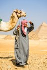 Un guía turístico sosteniendo un camello en un halter, mirando a su alrededor, en el sitio de la pirámide en Giza. - foto de stock