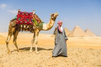 Три пирамиды, памятники и погребальные гробницы фараонов Хуфу, Хафре и Менкауре, туристический гид с верблюдом в руках — стоковое фото