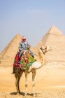 Три пирамиды, памятники и захоронения фараонов Хуфу, Хафре и Менкауре, туристический гид верхом на верблюде — стоковое фото
