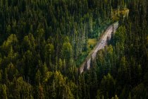 Aerial view of a dirt road through a thick forest in Olympic National Park. — Stock Photo