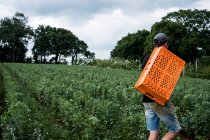Uomo che cammina attraverso un campo vegetale, portando una cassa di plastica arancione. — Foto stock