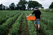 Hombre caminando a través de un campo de verduras, llevando una caja de plástico naranja. - foto de stock