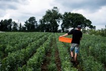 Man walking through a vegetable field, carrying orange plastic crate. — Stock Photo