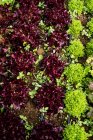 Großaufnahme einer Auswahl von Salatblättern, die auf einem Feld wachsen. — Stockfoto