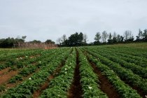 Вид на ряд картофельных растений на ферме. — стоковое фото
