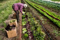 Чоловік збирає листя салату на фермі . — стокове фото