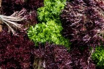 Gros plan à angle élevé des feuilles de salade vertes et violettes fraîchement cueillies. — Photo de stock