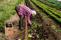 Mann erntet Salatblätter auf Bauernhof. — Stockfoto