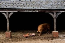 Tamworth semeia com seus leitões em um celeiro aberto em uma fazenda. — Fotografia de Stock