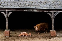 Тамворт сеет со своими поросятами в открытом амбаре на ферме. — стоковое фото